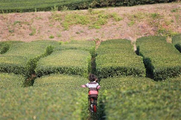 変わった植物でお茶を作る6つの方法｜私が実践する育て方と淹れ方