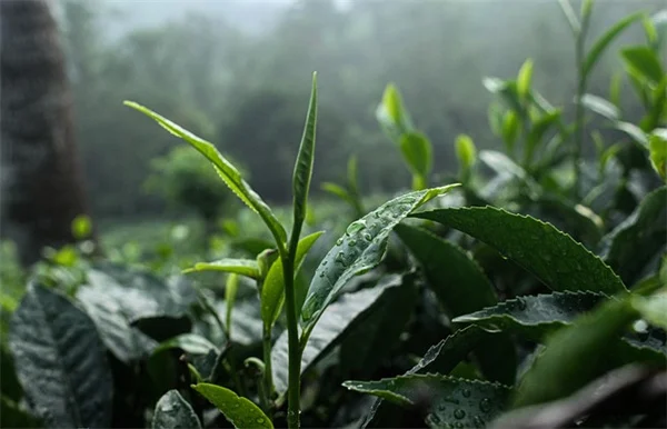 ツル植物で家を涼しく！自然の冷房効果とおすすめ7選を紹介