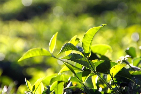 ツル植物で家を涼しく！自然の冷房効果とおすすめ7選を紹介