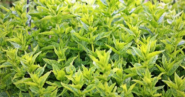 ダニ対策に効く植物6選！庭で実際に試した効果と使い方